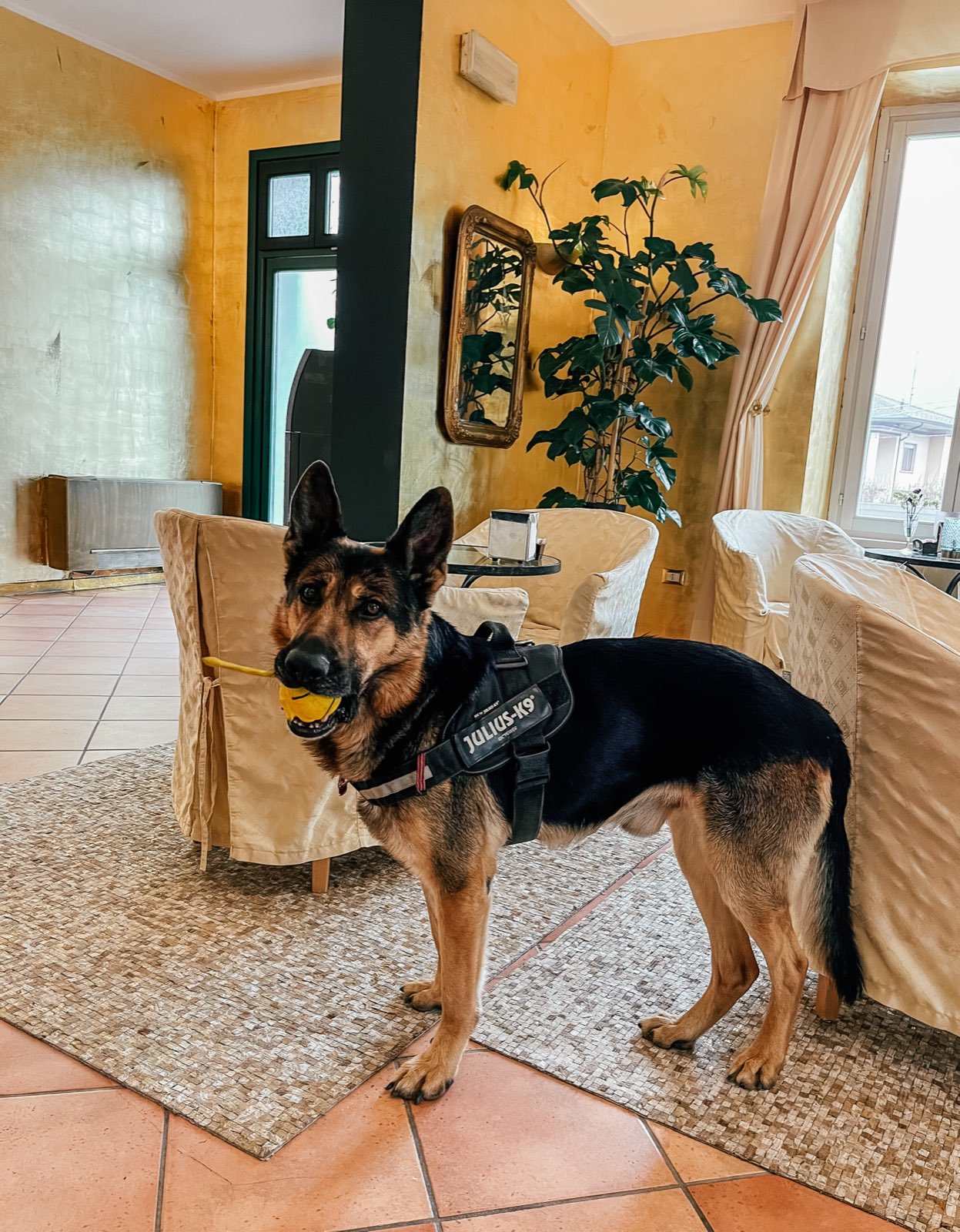 The house dog in the lounge with a ball.